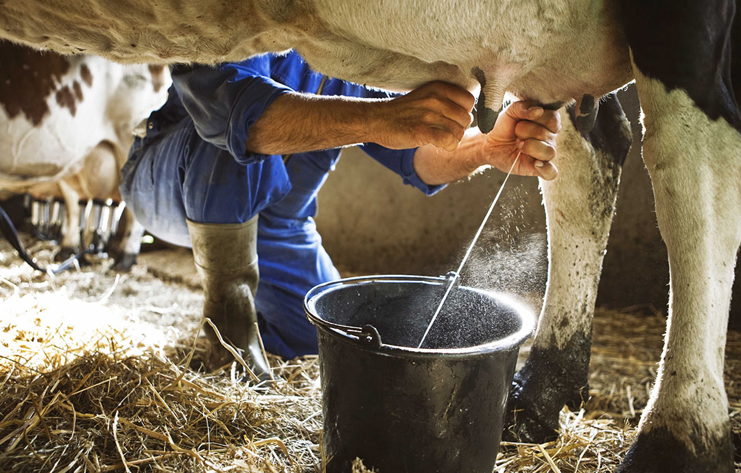 La combinación de una adecuada nutrición del rumen con el fortalecimiento del sistema inmunológico del animal proporciona una mayor producción y calidad diaria de la leche. Foto: Shutterstock