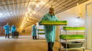 Hargol, la primera granja comercial de saltamontes del mundo, ya cultiva saltamontes para consumo humano. Ahora, están dirigiendo su atención a la alimentación animal, comenzando con la comida para mascotas. Foto: Dror Tamir, Hargol FoodTech