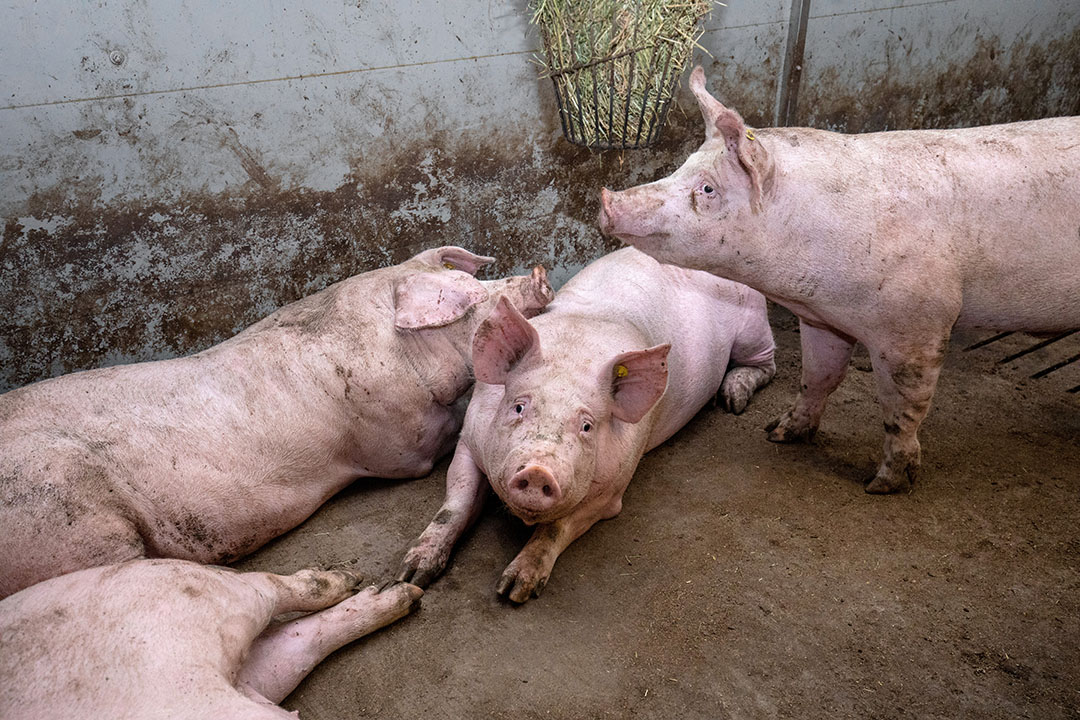 ¿Cuál es el efecto a largo plazo del DON en los cerdos de engorde? - Foto: Herbert Wiggerman