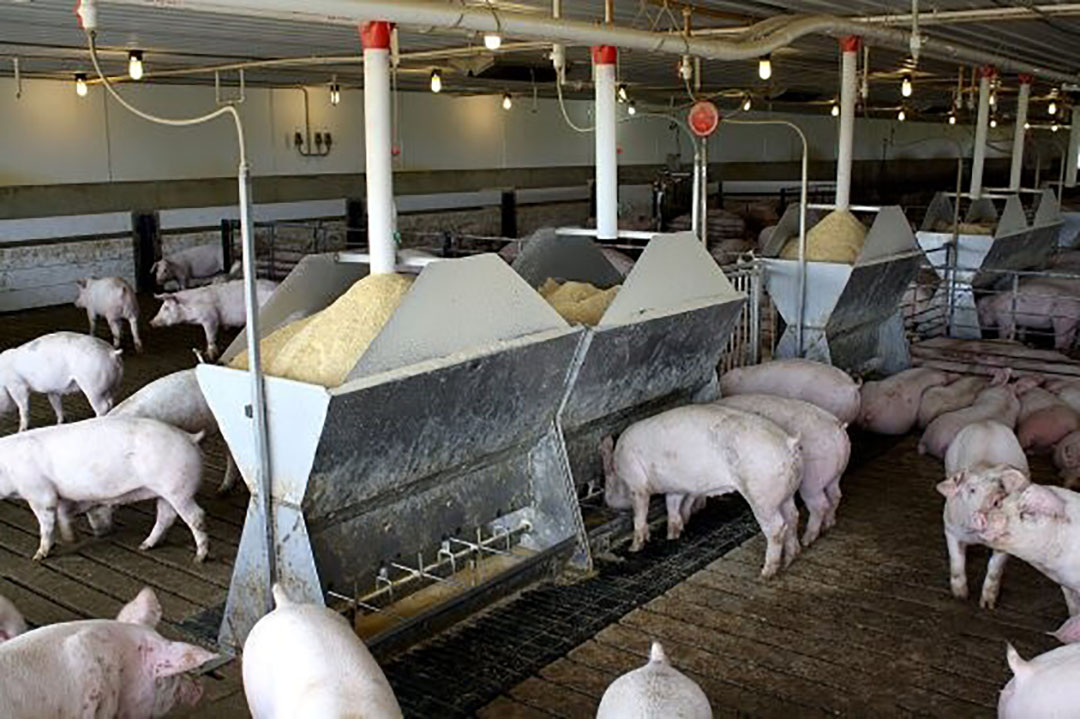 Cerdos finlandeses disfrutando de una comida en una granja en Minnesota, EE.UU.. Foto: Vincent ter Beek