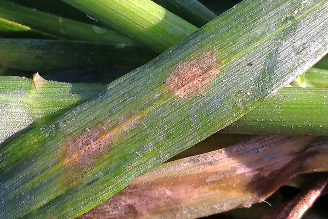 La septoriosis es una enfermedad fúngica del trigo. En todo el mundo, se gastan casi 1.000 millones de euros cada año en fungicidas para combatir la Septoria. Foto: BCS