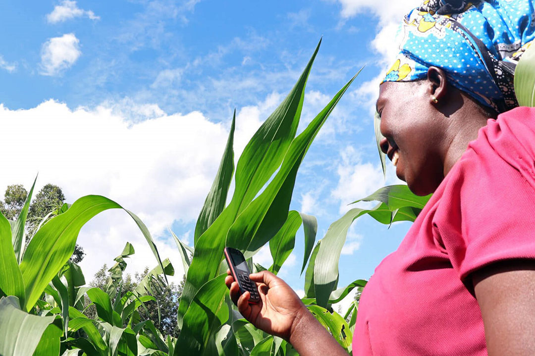 Los granjeros pueden inscribirse en las alertas SMS gratuitas con cualquier dispositivo móvil. Foto: Selina Wamucii