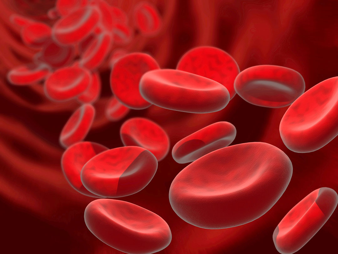 La impresión del artista de los glóbulos rojos. Ilustración: Dreamstime