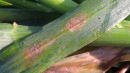 La septoriosis es una enfermedad fúngica del trigo. En todo el mundo, se gastan casi 1.000 millones de euros cada año en fungicidas para combatir la Septoria. Foto: BCS