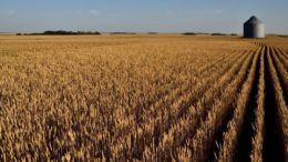 Canadá espera una cosecha algo menor que la de 2020, como consecuencia de la reducción de la superficie. Foto: Canva