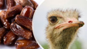 Los residuos de dátiles enteros son un valioso ingrediente para la alimentación de los avestruces. Fotos: Simon Infanger (avestruz) y Azerbaijan Stockers (dátiles)