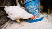 El precio de los pollos y los huevos ha aumentado de forma tan brusca principalmente por el alto coste del maíz, la soja y otros ingredientes utilizados en la producción de piensos para aves de corral. Foto: Freepik