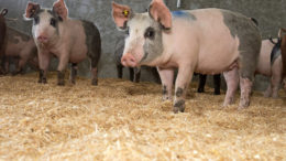 Los cerdos de engorde podrían beneficiarse de un complejo multienzimático como adición a la dieta. Foto: Twan Wiermans