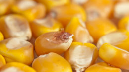 El precio del maíz ha alcanzado sus niveles más altos en 7 años. Foto: Dreamstime