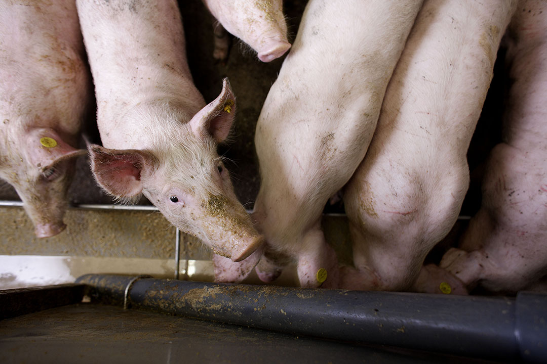 Los cerdos son los animales de granja más sensibles a las toxinas. Foto: Hans Prinsen