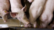 Los cerdos son los animales de granja más sensibles a las toxinas, lo que provoca graves problemas de salud. Foto: Hans Prinsen