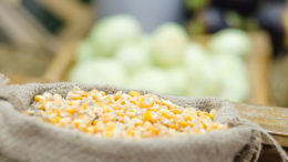 Los precios del maíz han seguido aumentando semana tras semana en vísperas del Año Nuevo chino. Foto: Shutterstock