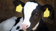 Los terneros pueden beneficiarse indirectamente de la levadura, ya que las dietas enriquecidas con levadura para las vacas conducen a una mayor calidad y cantidad de leche. Foto: Shutterstock