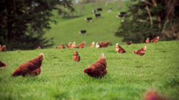 La granja Frenz cría gallinas camperas desde principios de los años 80. Foto: Frenz