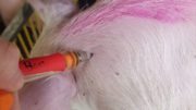 Un lechón es inyectado en el Centro de Enseñanza e Investigación Porcina de la Universidad Estatal de Michigan.  Foto: Kevin Turner, Universidad Estatal de Michigan
