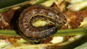 Larva del gusano militar de otoño alimentándose de la borla del maíz. Foto: Subramanian Sevgan