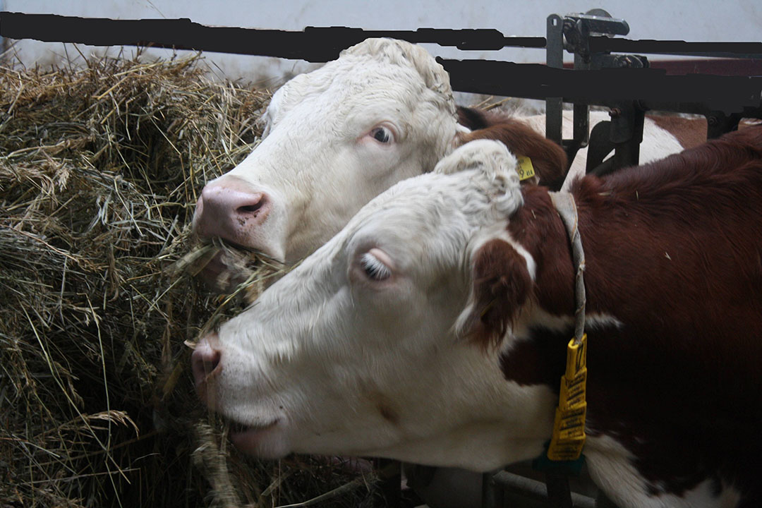 Las vacas pierden el apetito debido al estrés por calor. Hay varias formas de contrarrestarlo. Foto: Vladislav Vorotnikov