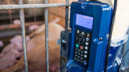 El manejo de la alimentación puede ser un método viable para aumentar la ingesta de alimento de las cerdas, lo que puede beneficiar la producción de leche y mejorar el rendimiento de la camada. Foto: Amanda Lelis UFMG