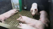 El objetivo debe ser reducir el esfuerzo termorregulador de los cerdos, para que puedan recuperarse rápidamente tras el estrés térmico. Foto: IFIP