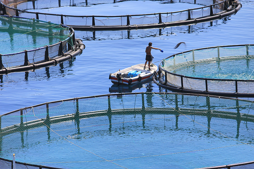 Se espera que más del 60% de la producción mundial de marisco para consumo humano sea de piscifactoría en 2030. Foto: Shutterstock