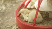 Para los pollos de engorde de una a dos semanas de edad, el objetivo principal debe ser alcanzar un microbioma intestinal estable y diverso. Foto: Koos Groenewold