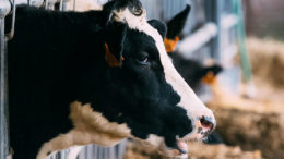 El aditivo alimentario de triple acción No-Methane pretende reducir la emisión de metano entérico del ganado bloqueando el proceso enzimático, suprimiendo los metanógenos y drenando el sustrato de hidrógeno. Foto: Brecht Denil