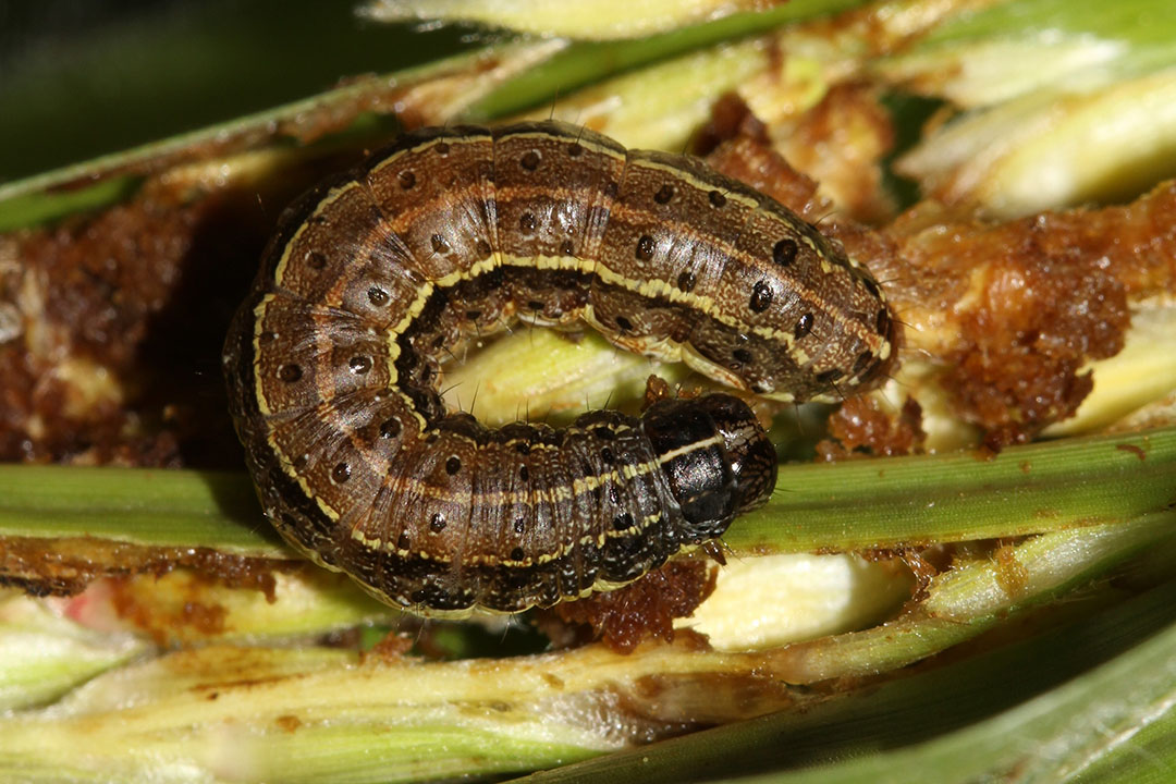Larva del gusano militar de otoño alimentándose de la borla del maíz. Foto: Subramanian Sevgan