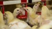La importancia de las micotoxinas en la industria avícola puede aumentar cuando se prohíban los anticoccidios ionóforos en los piensos. Foto: Reina De Vries