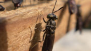 Proporcionar larvas vivas de mosca soldado negro a los lechones podría facilitar la transición al destete. Foto: Shutterstock