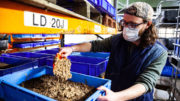 Joe Halstead, director general de AgriGrub, alimenta a los insectos con residuos de alimentos. Foto: Electric Robin