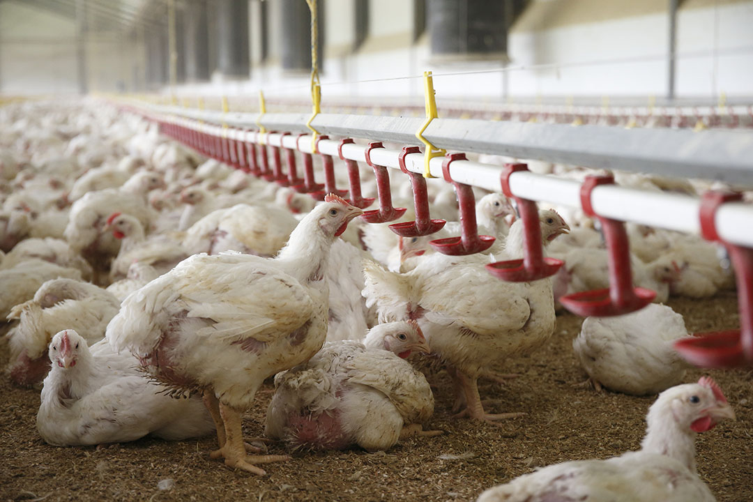 La suplementación con berberina mejora el estado antioxidante de los pollos de engorde alimentados con dietas contaminadas con micotoxinas de aflatoxina y ocratoxina. Foto: Hans Prinsen