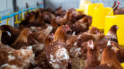 La industria avícola consume alrededor del 90% de los suministros de alimentos para animales domésticos en Indonesia. Foto: tawatchai07
