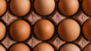 El estudio rociará los huevos no eclosionados con un suplemento probiótico y proporcionará a las crías un suplemento adicional a través del agua. Foto: Erol Ahmed