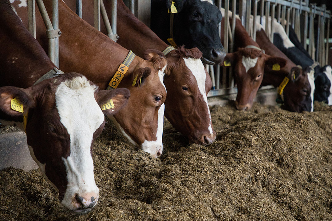 El estudio demuestra que la sustitución de la cebada por la avena en la dieta de las vacas lecheras alimentadas con una dieta basada en el ensilado de hierba puede servir para mitigar las emisiones entéricas de CH4. Foto: Herbert Wiggerman