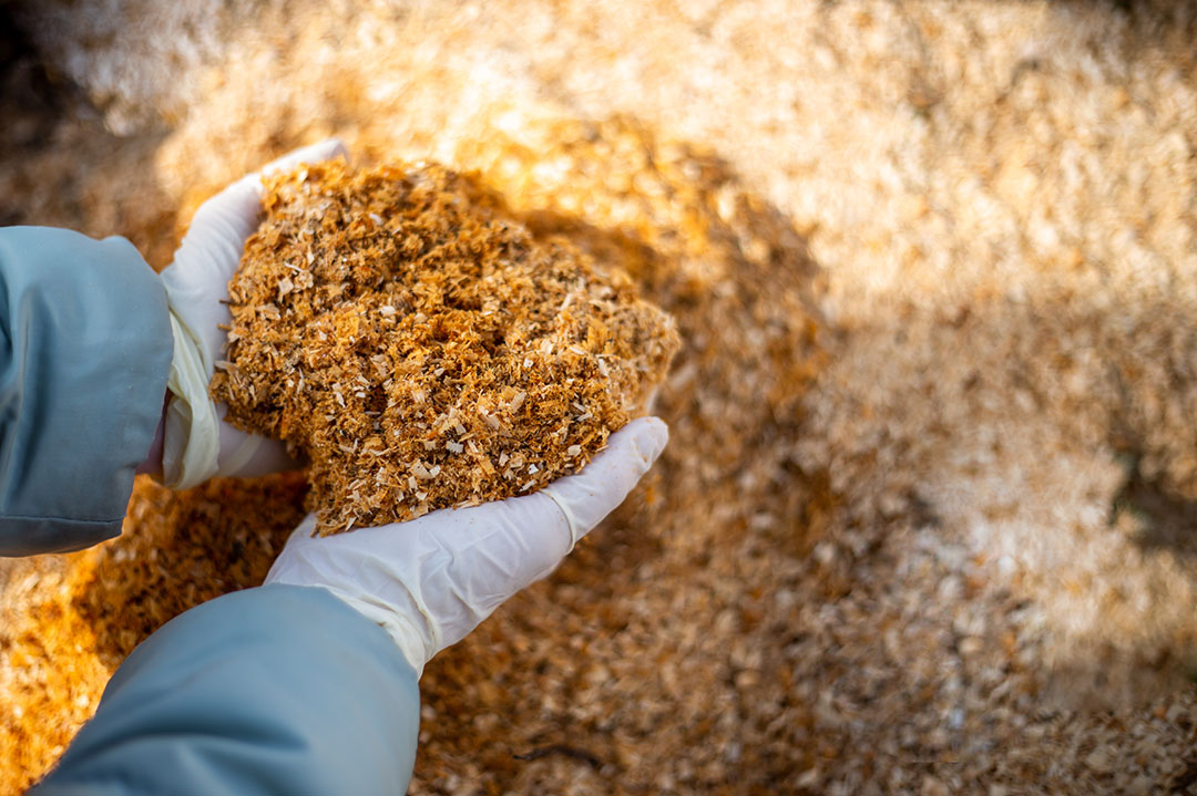 El serrín de álamo puede sustituir el 30% de la dieta convencional del ganado lechero sin reducir la ingesta de materia seca digerible ni la producción de leche. Foto: Shutterstock