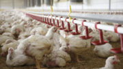 La suplementación con berberina es una estrategia dietética útil para prevenir los efectos de la aflatoxicosis y la ocratoxicosis en los pollos de engorde. Foto: Hans Prinsen