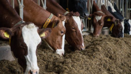 El estudio demuestra que la sustitución de la cebada por la avena en la dieta de las vacas lecheras alimentadas con una dieta basada en el ensilado de hierba puede servir para mitigar las emisiones entéricas de CH4. Foto: Herbert Wiggerman