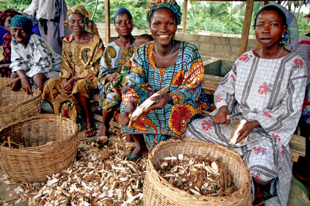 La transformación de la yuca es una fuente de empleo para las mujeres nigerianas. Foto: IITA