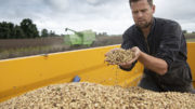 La investigación dirigida por los agricultores ha descubierto que las semillas de trigo y veza germinadas, los residuos de cereales y las judías procesadas son buenas alternativas a la soja. Foto: Mark Pasveer