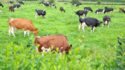 Un pasto bien gestionado y de alta calidad es beneficioso para el animal, la pradera, el medio ambiente y el ganadero. Foto: Picasa