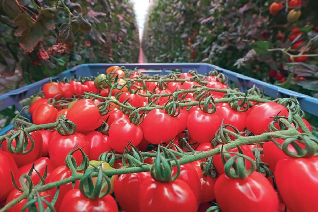 Los residuos del tomate son una buena fuente de moléculas bioactivas, especialmente carotenoides. Foto: Misset