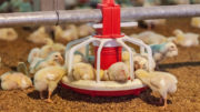 Los primeros siete días del pollito en la granja son importantes para determinar su rendimiento posterior. Foto: Shutterstock