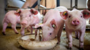 Cerdos disfrutando de una comida compuesta por larvas de FBS en la Universidad e Investigación de Wageningen. Fotos: Wageningen Livestock Research