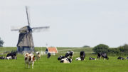 Vacas en los pastos de los Países Bajos. Foto: Wick Natzijl