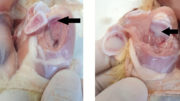 Estas fotos muestran una sección longitudinal de la cabeza del hueso de la tibia (tibia). El borde blanco justo por encima de las flechas es el cartílago articular. La capa gris de debajo es el cartílago de crecimiento (donde se produce la formación del hueso). Si se altera la formación de hueso, esta capa se engrosa. Debajo de esta capa se encuentran las barras óseas que marcan el inicio del hueso real. En la foto de la izquierda, la flecha señala un cartílago de crecimiento ligeramente ensanchado, mientras que la foto de la derecha muestra un cartílago de crecimiento fuertemente ensanchado que -según el estudio- es el resultado de la falta de fosfato. Foto: GvP Emmen