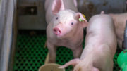 Reducir la soja en la dieta de los cerdos implica mejorar la genética, la salud y los regímenes de alimentación. Foto: Bert Jansen