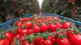 Los residuos del tomate son una buena fuente de moléculas bioactivas, especialmente carotenoides como el β-caroteno y el licopeno. Foto: Misset