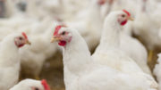 Gallinas, gallinas en la granja, gallinas en el gallinero, gallo, cocinero. Foto: wikoski