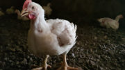 La selección genética ha aumentado la tasa de crecimiento de los pollos de engorde modernos en un 400% en comparación con las aves de la década de 1950. Foto: DSM