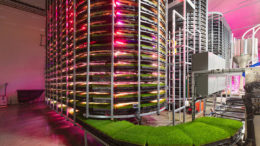 El pienso se producirá en interiores en "torres" (la tecnología Grōv Tower Farm) que utilizan protocolos de cultivo con aprendizaje automático para producir de forma constante hierba de trigo germinada, un pienso de alta densidad de nutrientes (HDN). Foto: Grōv Technologies